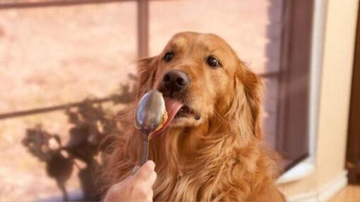 retriever likt pindakaas van een lepel