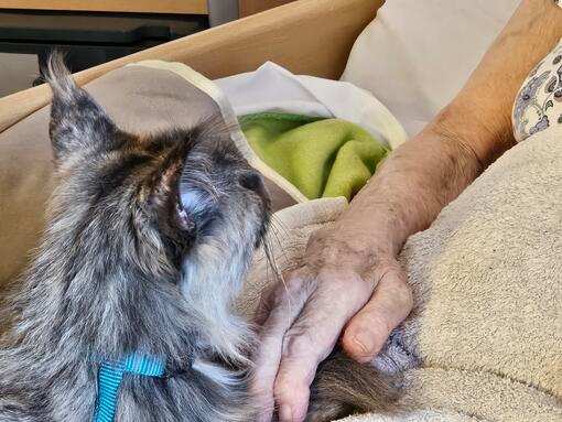 Kat met oudere vrouw