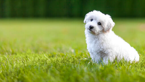 Chiot bichon frisé blanc dans l’herbe