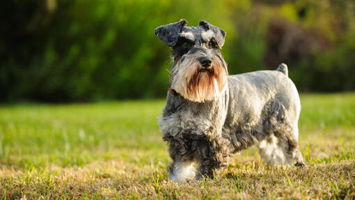 Schnauzer nain courant dans l’herbe
