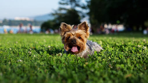 Yorkshire terrier couché sur l’herbe avec la langue tirée