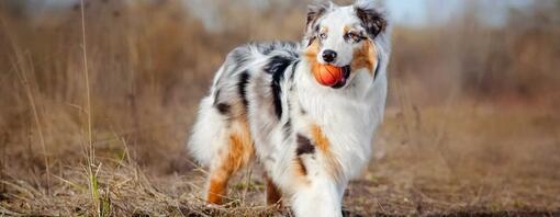 Australische herder met bal in mond