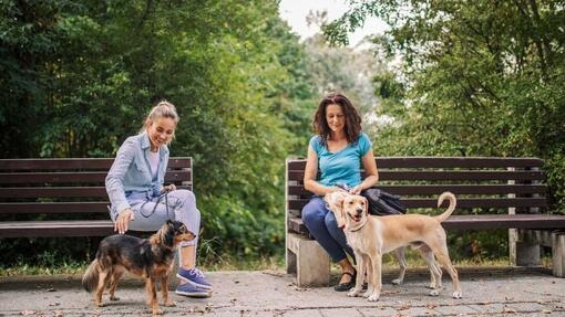 deux femmes, chacune avec un chien, assises à l’extérieur sur un banc en bois 
