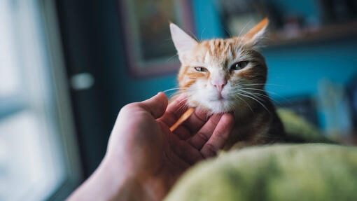 main qui touche un chat