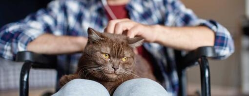 chat noir sur les genoux d’un homme