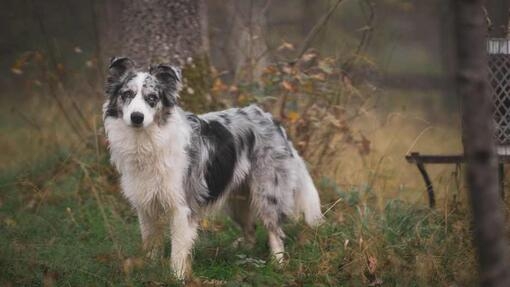 merle collie à l’extérieur