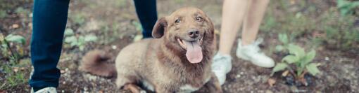 Un chien tirant la langue