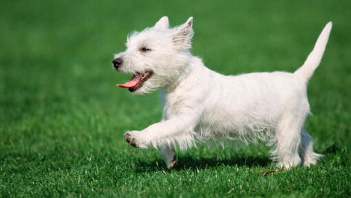 Een West Highland White Terrier pup rent vrolijk over een groen gazon.