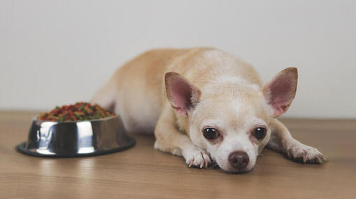 Een kleine, beige chihuahua ligt voor een voerbak met hondenvoer. Het hondje kijkt verdrietig.