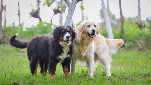 deux chiens côte à côte dans le parc