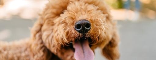 chien croisé avec langue qui pend