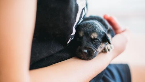 chiot noir dans les bras de son maître