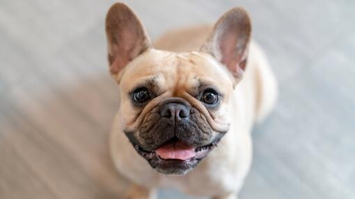 Bouledogue français qui regarde vers le ciel 