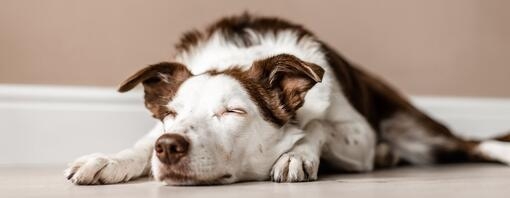 chien qui dort