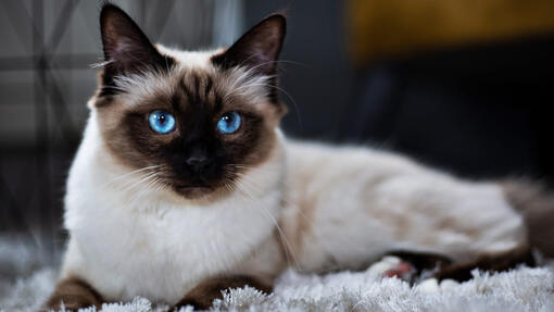 Chat birman couché sur un tapis