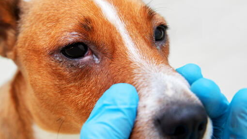 vétérinaire qui vérifie les yeux d’un chien