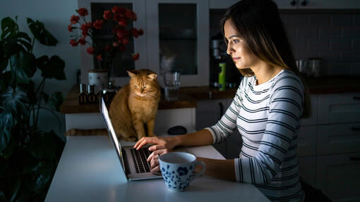 Chat assis à côté de son maître la nuit
