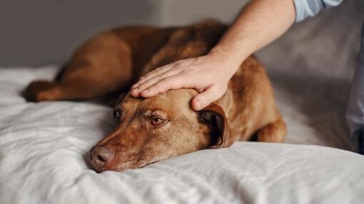 chien qui se repose