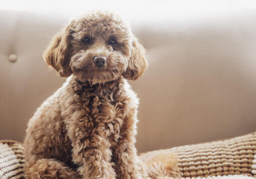 chiot labradoodle sur un lit pour chien