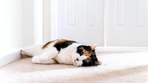 Chat couché sur la moquette