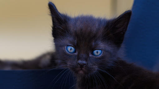 gros plan sur un chaton noir aux yeux bleus