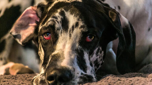 chiens aux yeux rouges couché sur sa patte