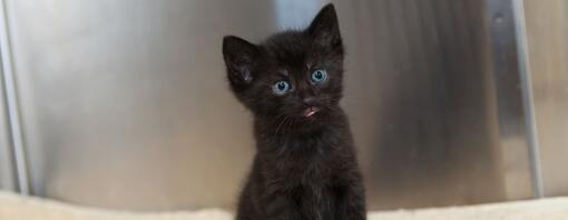 chaton noir aux yeux bleus