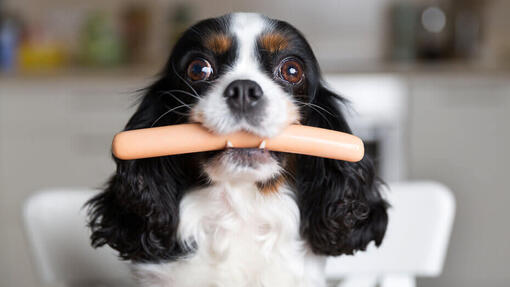 cavalier king charles spaniel avec une saucisse dans la bouche