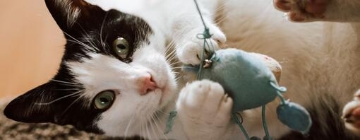 spelende wit met zwarte kat