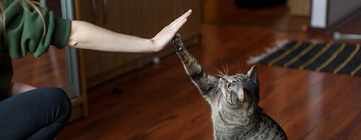 une femme et un chat se font un high five
