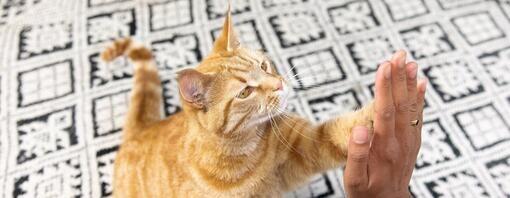kat geeft high five