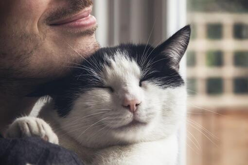kat wordt geknuffeld