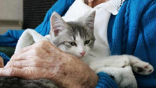 chaton sur les genoux d’une femme