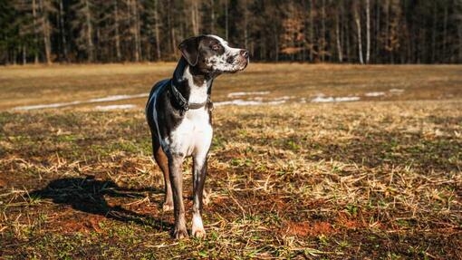 catahoula à l’extérieur
