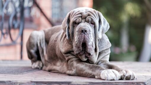 liggende blauwe mastino napoletano