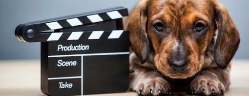 chiot à côté d’un clap de fin de film