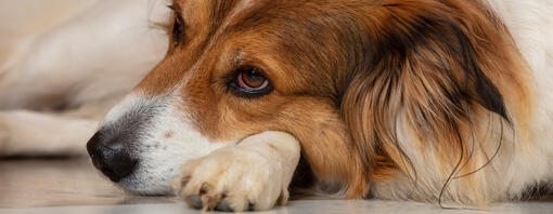 chien couché sur sa patte