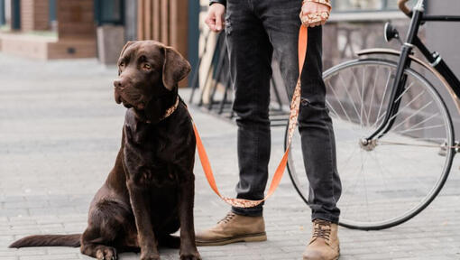 labrador à côté de son maître 