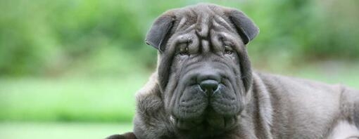 chiot shar-pei couché sur l’herbe
