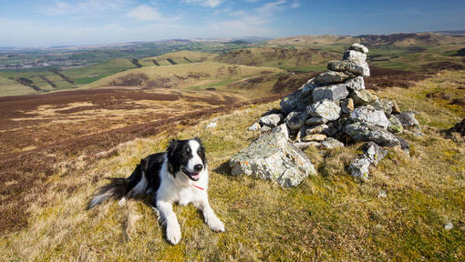 bordercollie ligt op bergtop