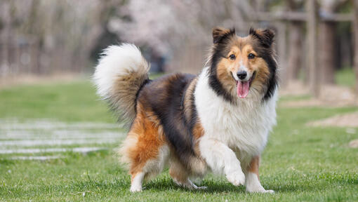 shetland sheepdog loopt met tong uit mond