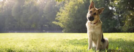 Duitse herder zit onder een boom