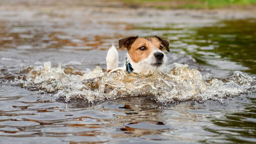 jack russell zwemt in vijver