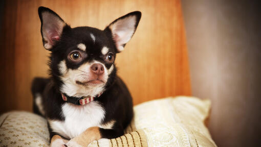 chihuahua ligt op kussen