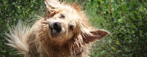 hond schudt zich droog