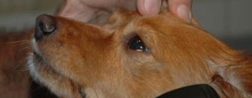 Veterenar vérifie les yeux du chien