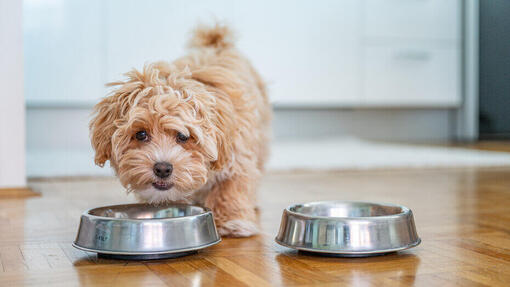Mogen honden paprika's en pepers eten? 