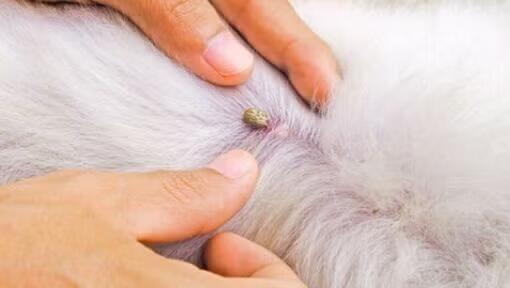 Comment enlever une tique sur votre chien?