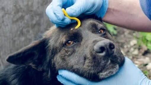 Comment enlever une tique sur votre chien?