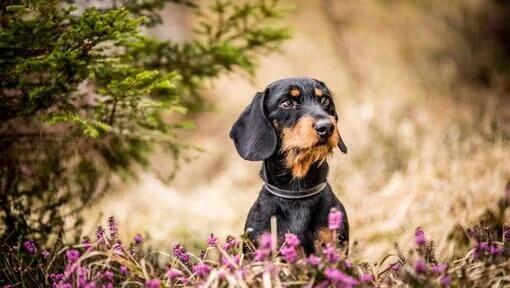 Comment enlever une tique sur votre chien?